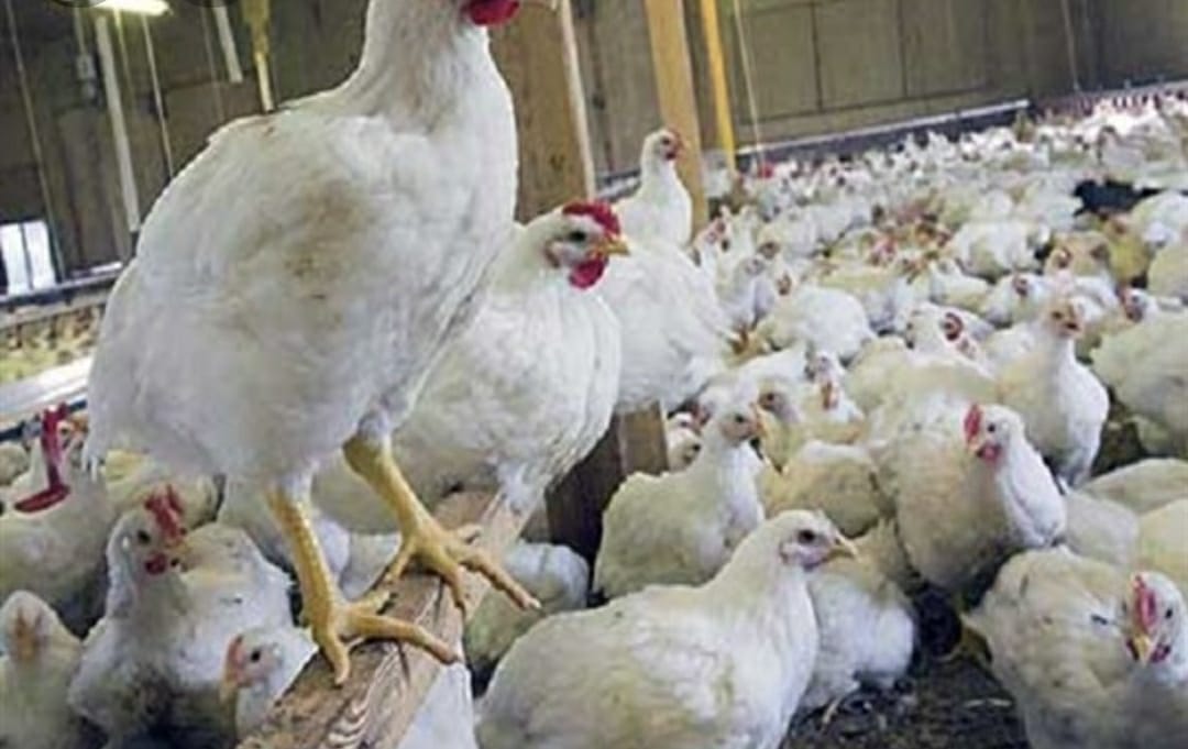 فروش مرغداری گوشتی ۱۰۰۰۰ قطعه ای در آذربایجان شرقی