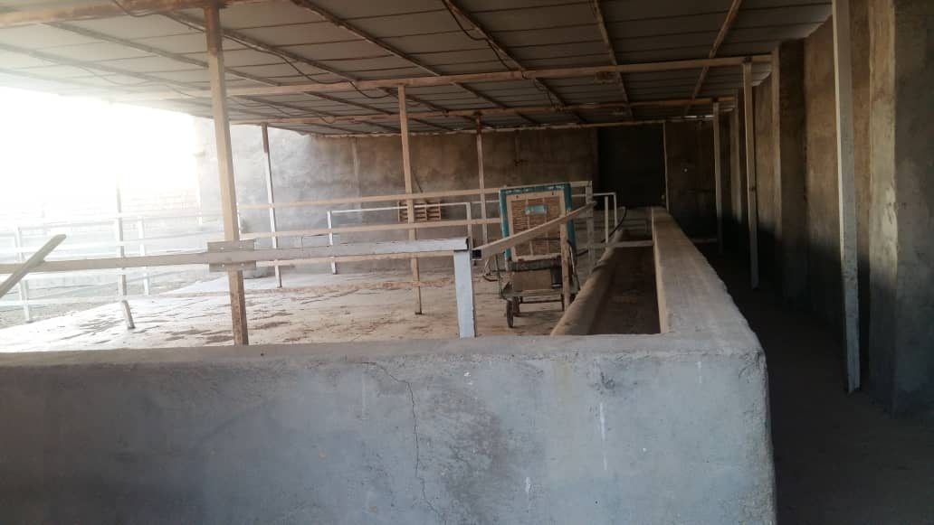 فروش یک واحد دامداری ۱۰۰ راسی با مجوز پرورش گوساله گوشتی در استان خوزستان