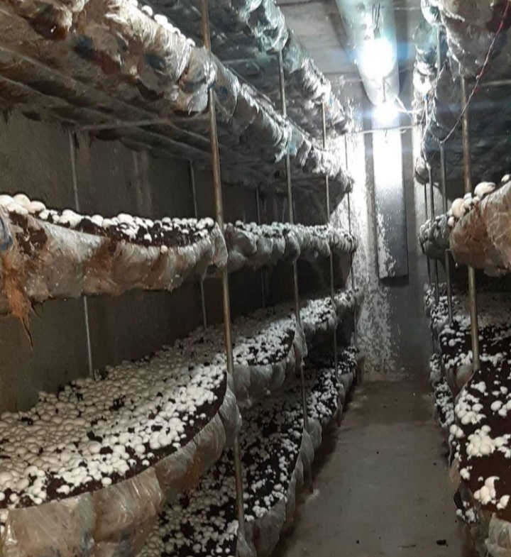 رهن و اجاره سالن پرورش قارچ در ماهدشت کرج