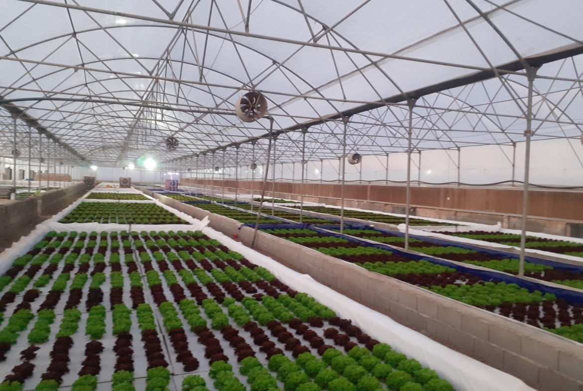 فروش گلخانه هیدروپونیک کاهو فرانسوی در منطقه صنعتی گرمدره