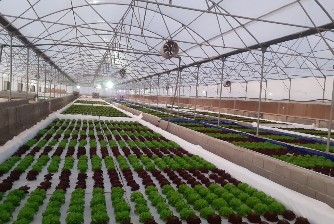 فروش گلخانه هیدروپونیک کاهو فرانسوی در منطقه صنعتی گرمدره