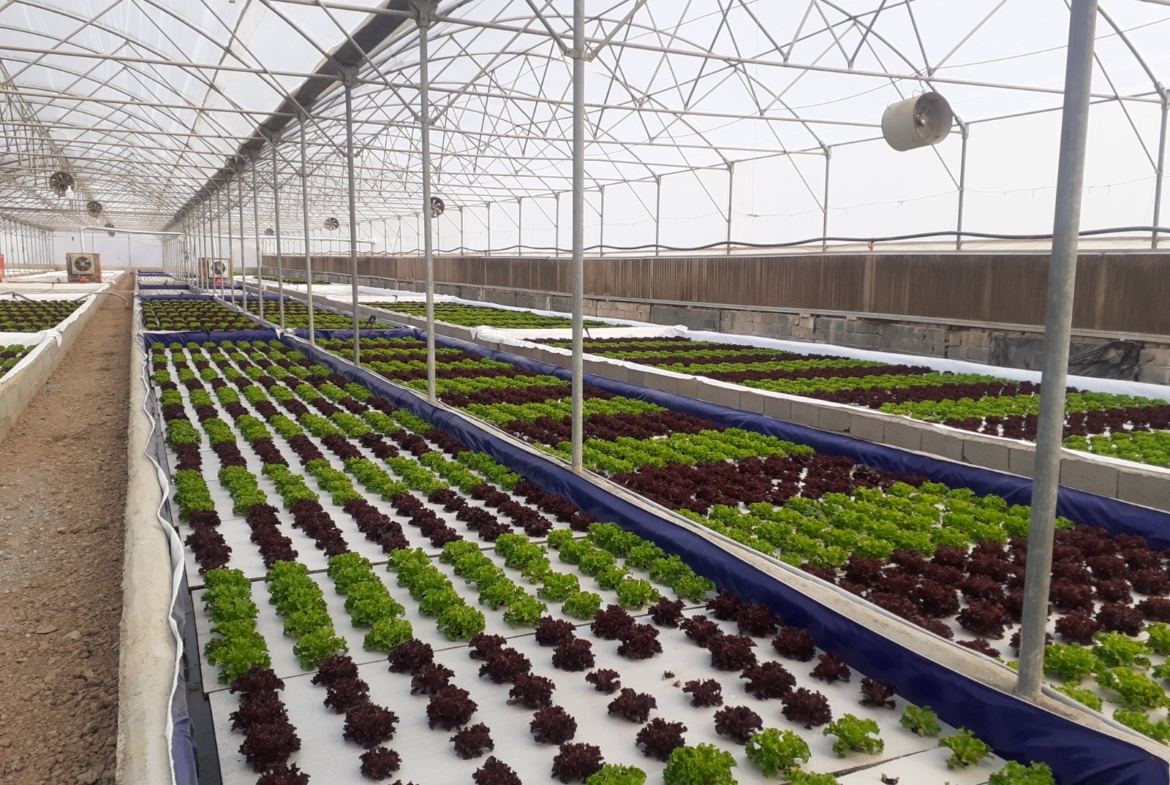 فروش گلخانه هیدروپونیک کاهو فرانسوی در منطقه صنعتی گرمدره