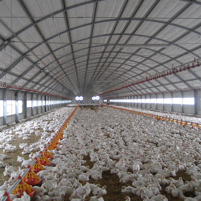 فروش ۲۰ هزار متر مرغداری فعال با باغ یک هکتار پسته در ماهدشت